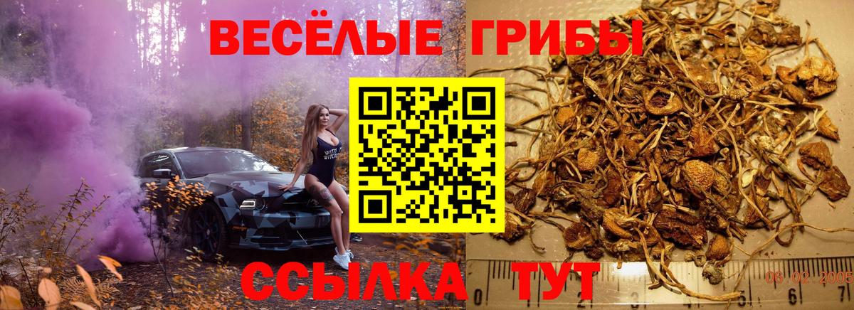 Псилоцибиновые грибы Psilocybe  Вход с VPN  Курчалой  Галлюциногенные грибы Cubensis 