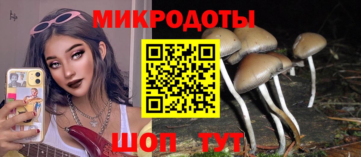 Галлюциногенные грибы Psilocybine cubensis Курчалой